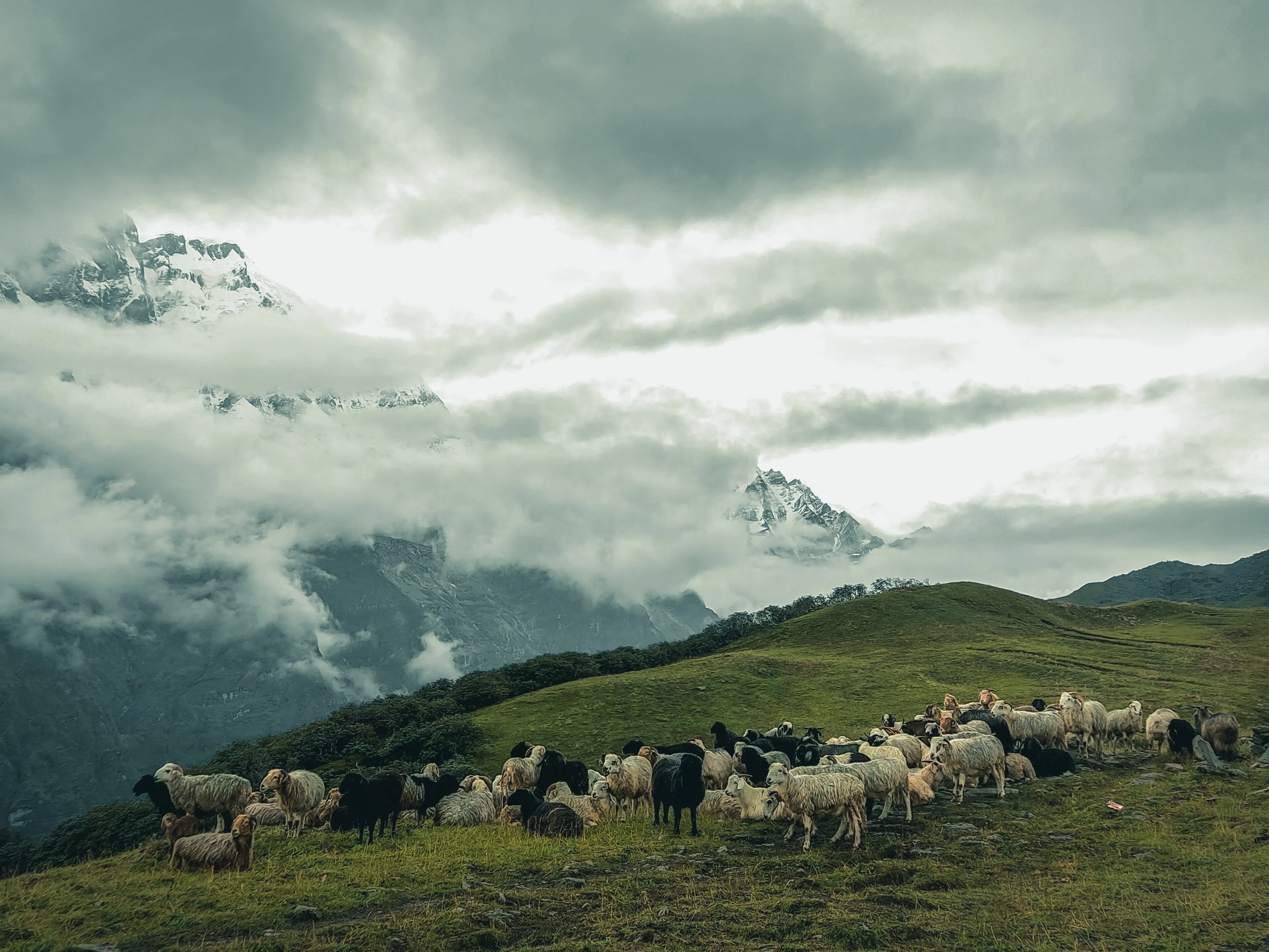 Dalai Lama Trek — Dhauladhar Range, Himachal Pradesh