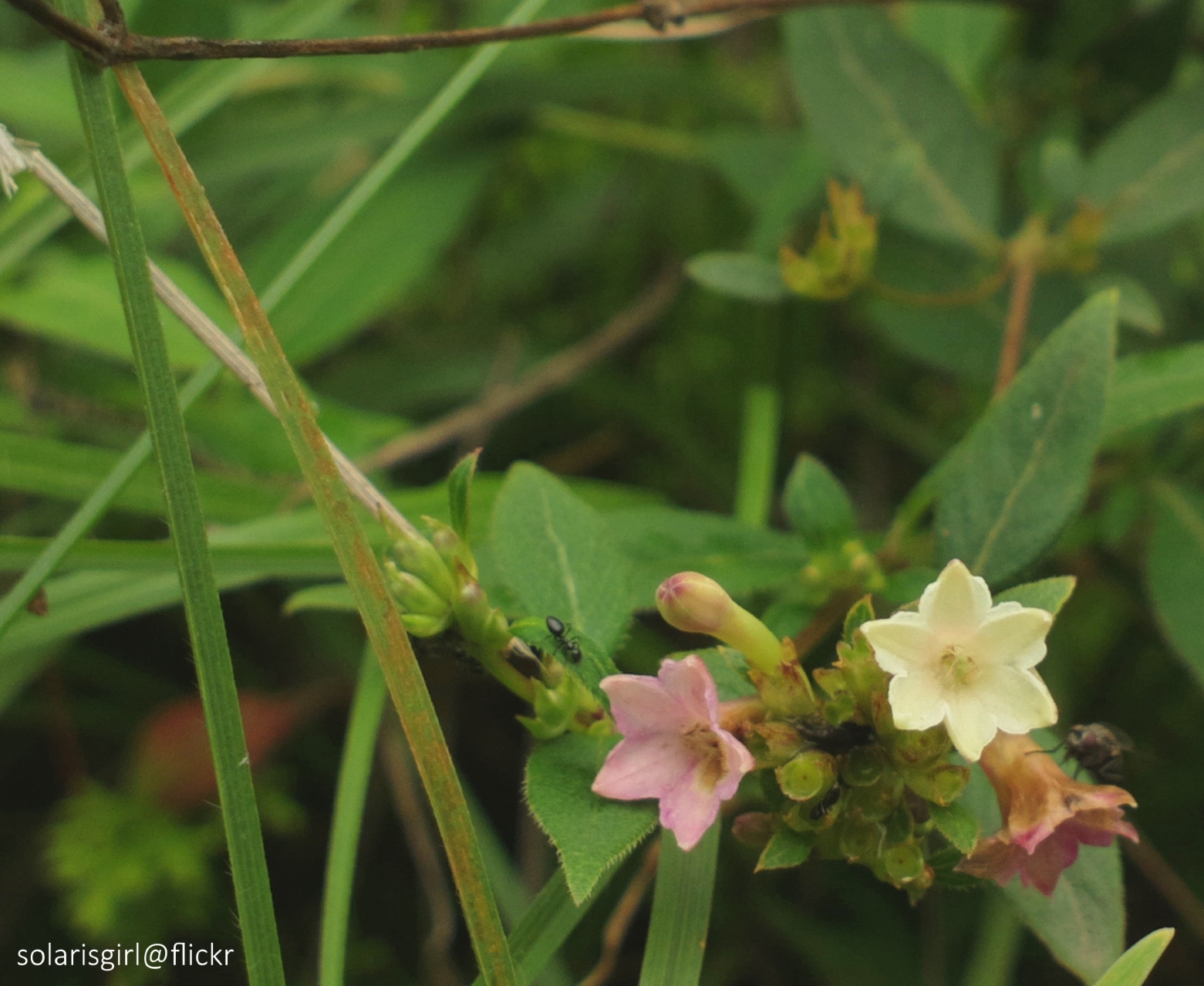 Valley of Flowers — Uttarakhand